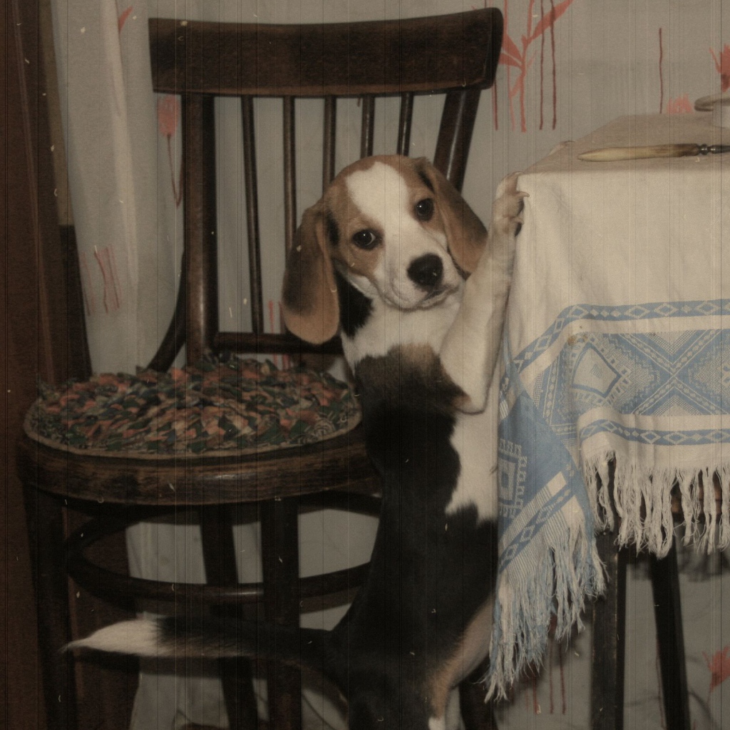 Фокстерьер на столе