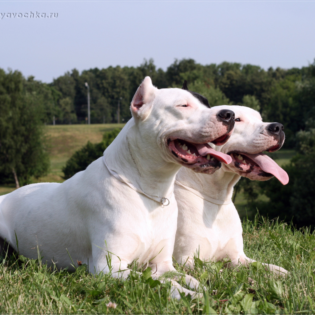Дружба аргентинских догов