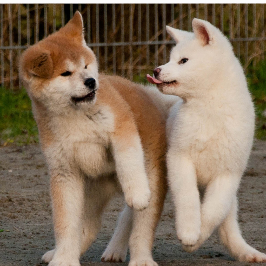 Смешные щенки акита-ину