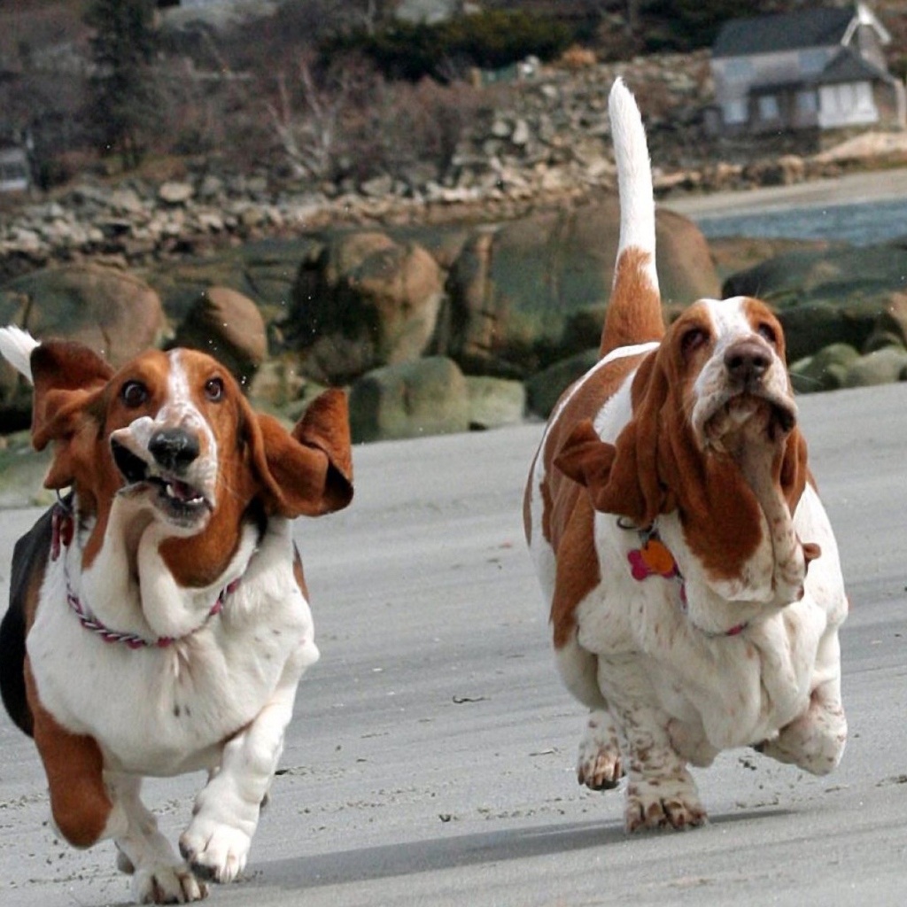 Смешные бассет-хаунды бегут
