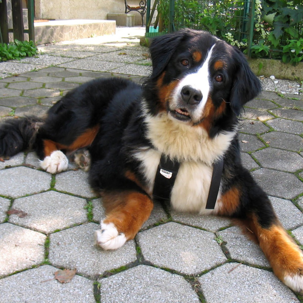 Смешная бернская пастушья собака