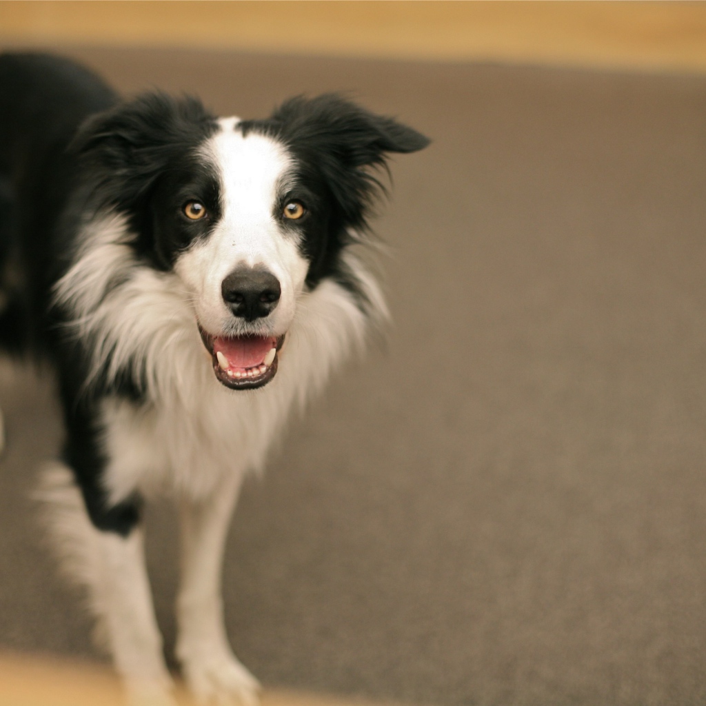 Смешная бордер-колли