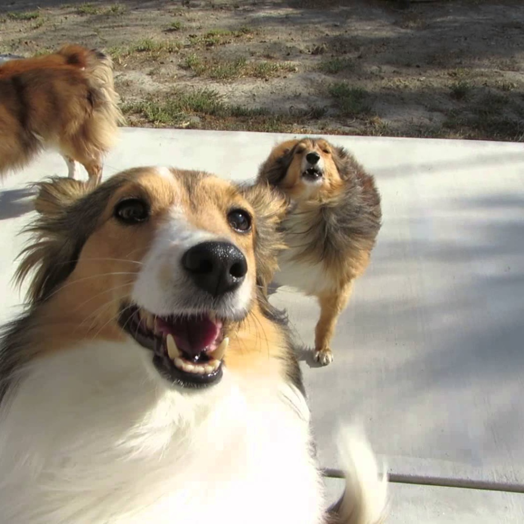 Смешные собаки породы шелти играют