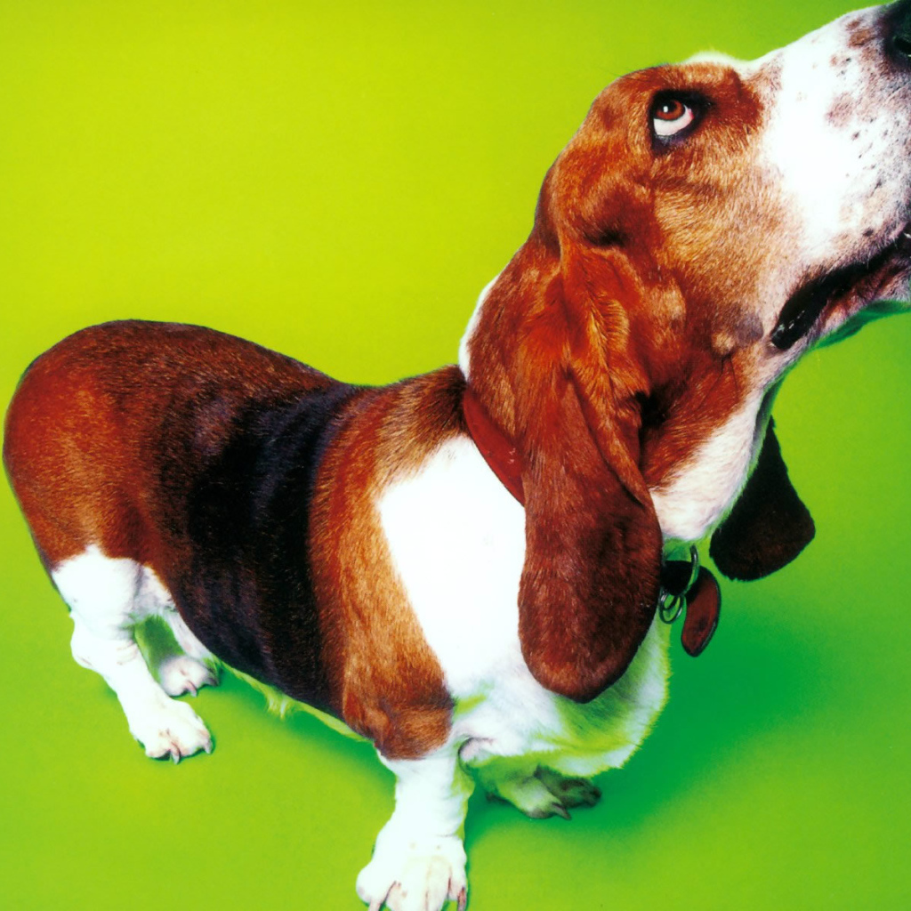 Смешной бассет-хаунд на зелёном фоне