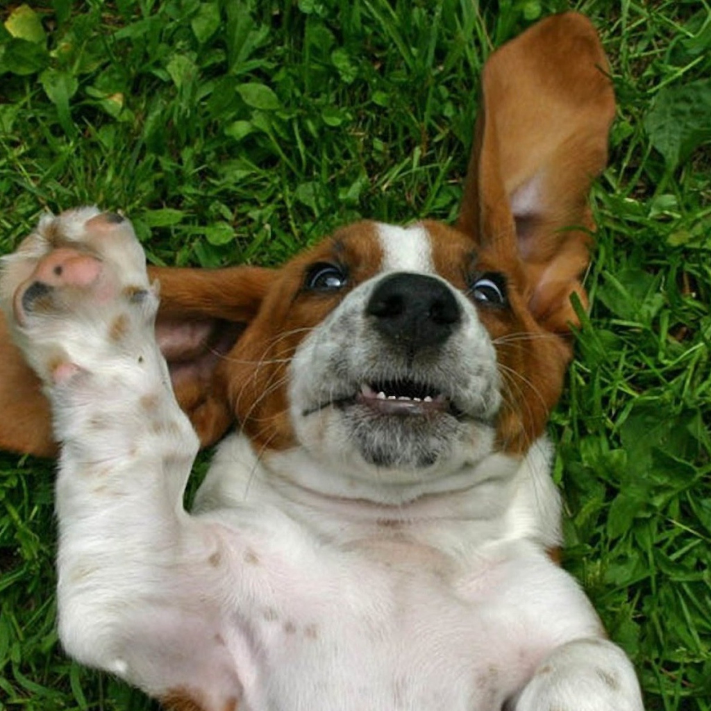 Смешной бассет-хаунд на траве