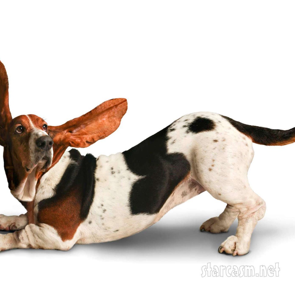 Смешной бассет-хаунд на белом фоне