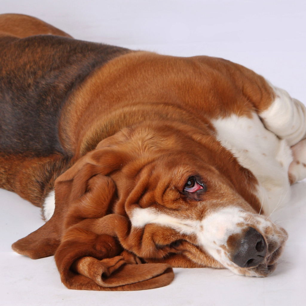 Смешной бассет-хаунд развалился на полу