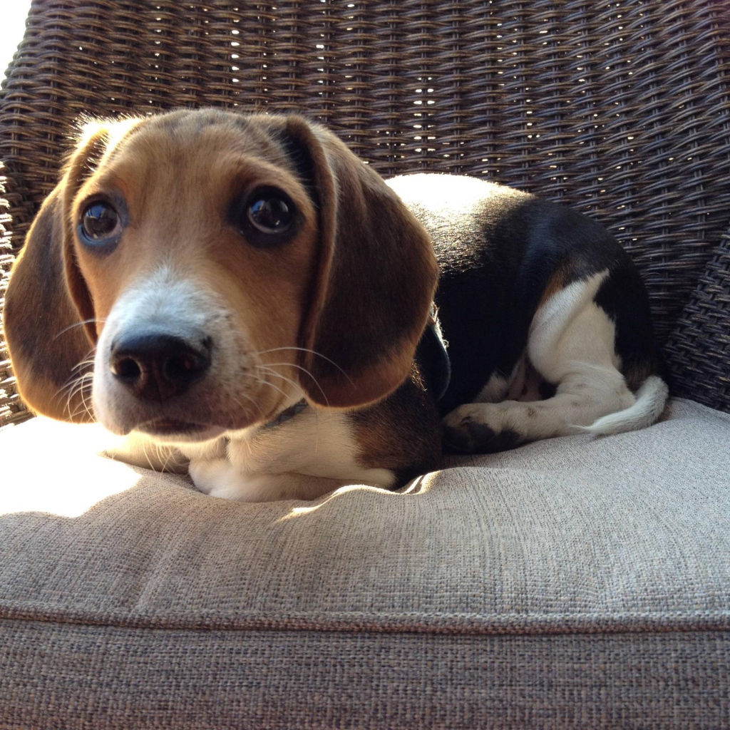 Смешная собака породы бигль на кресле