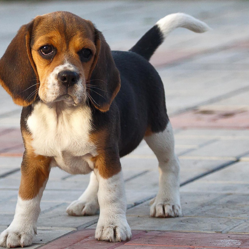 Смешной щенок породы бигль на тротуаре