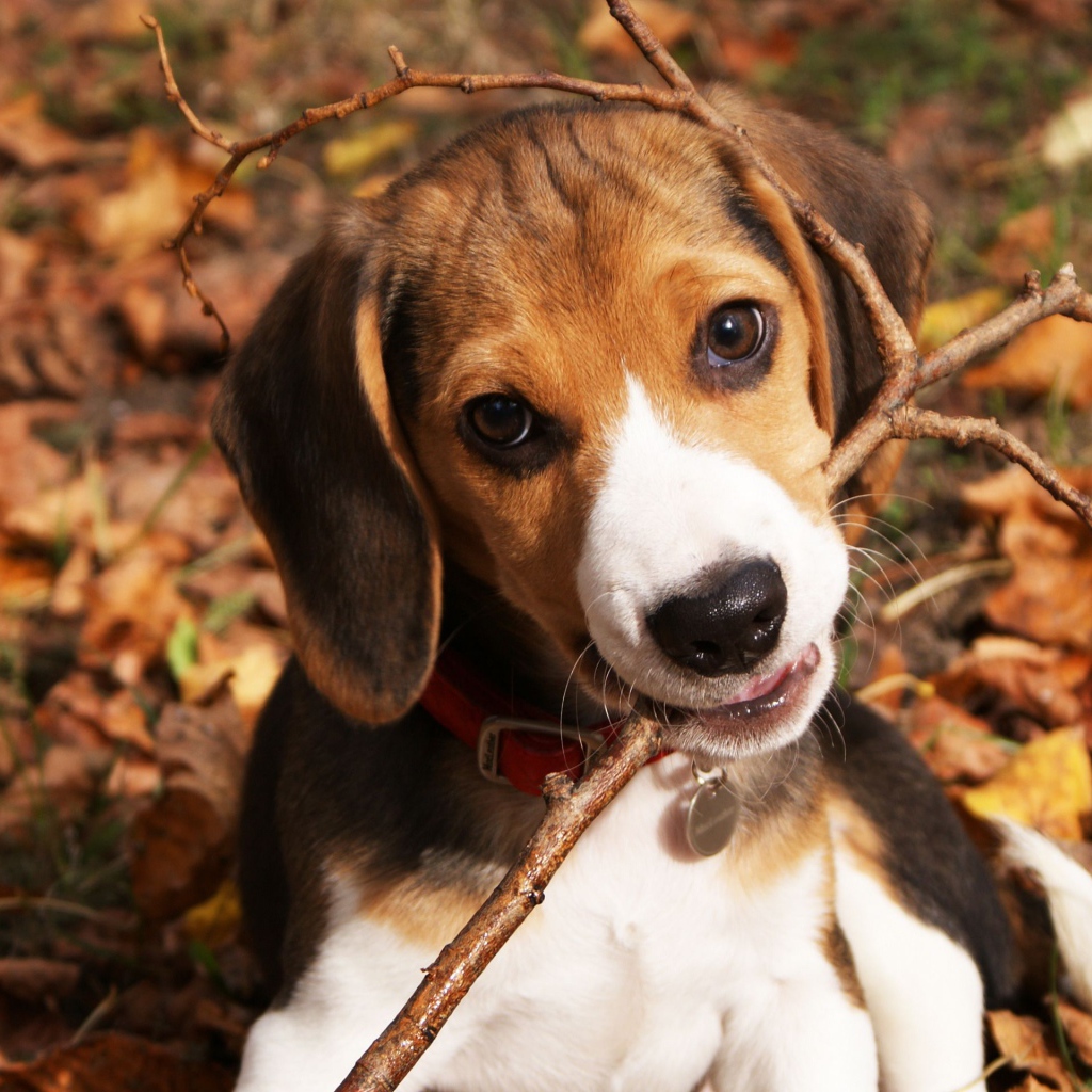 Смешная собака породы бигль грызёт ветку