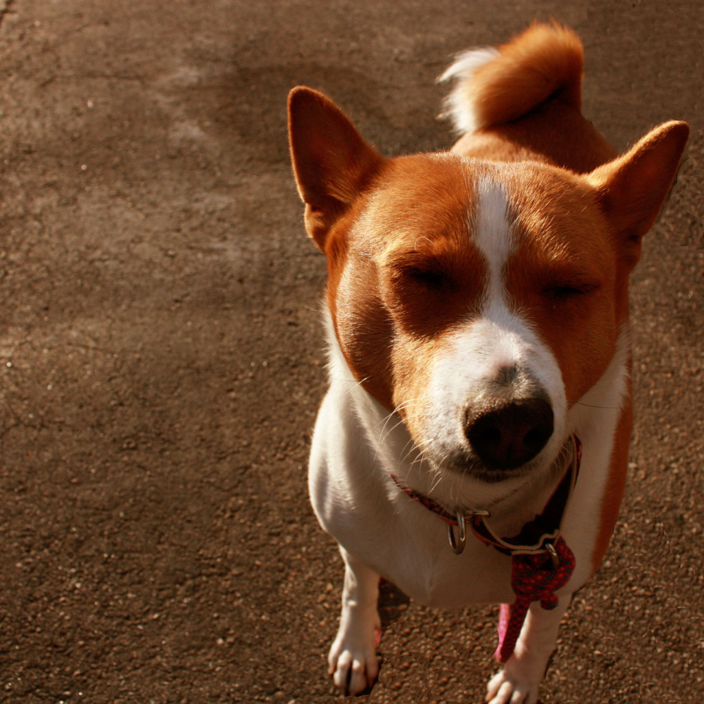 Смешная собака породы басенджи