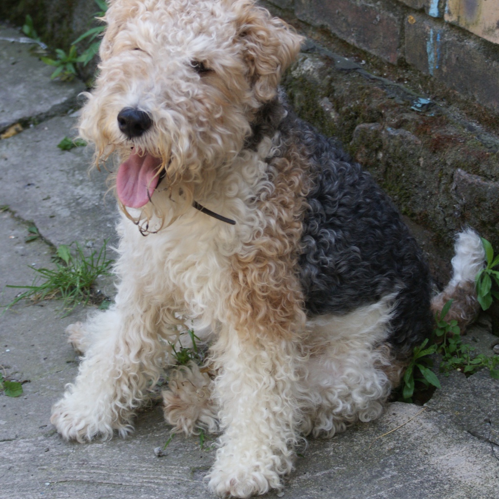 Пушистый Фокстерьер