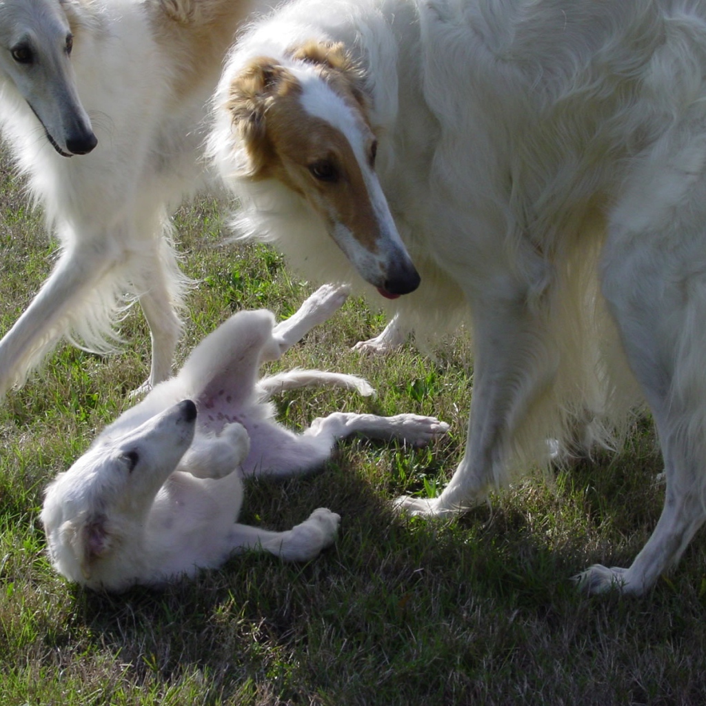 Грейхаунд семья