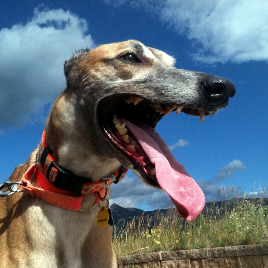 Грейхаунд в итальянских полях