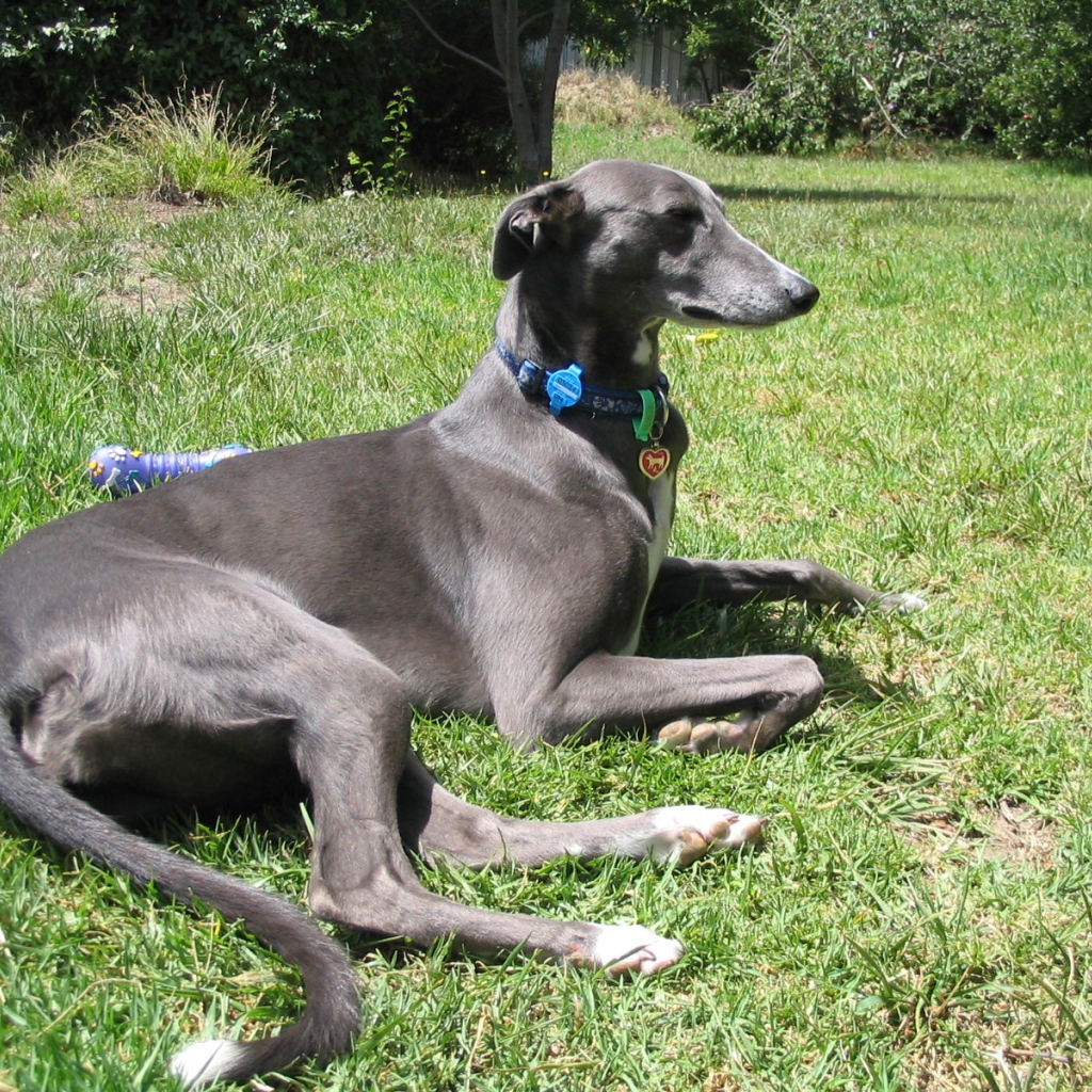 Грейхаунд лежит на траве