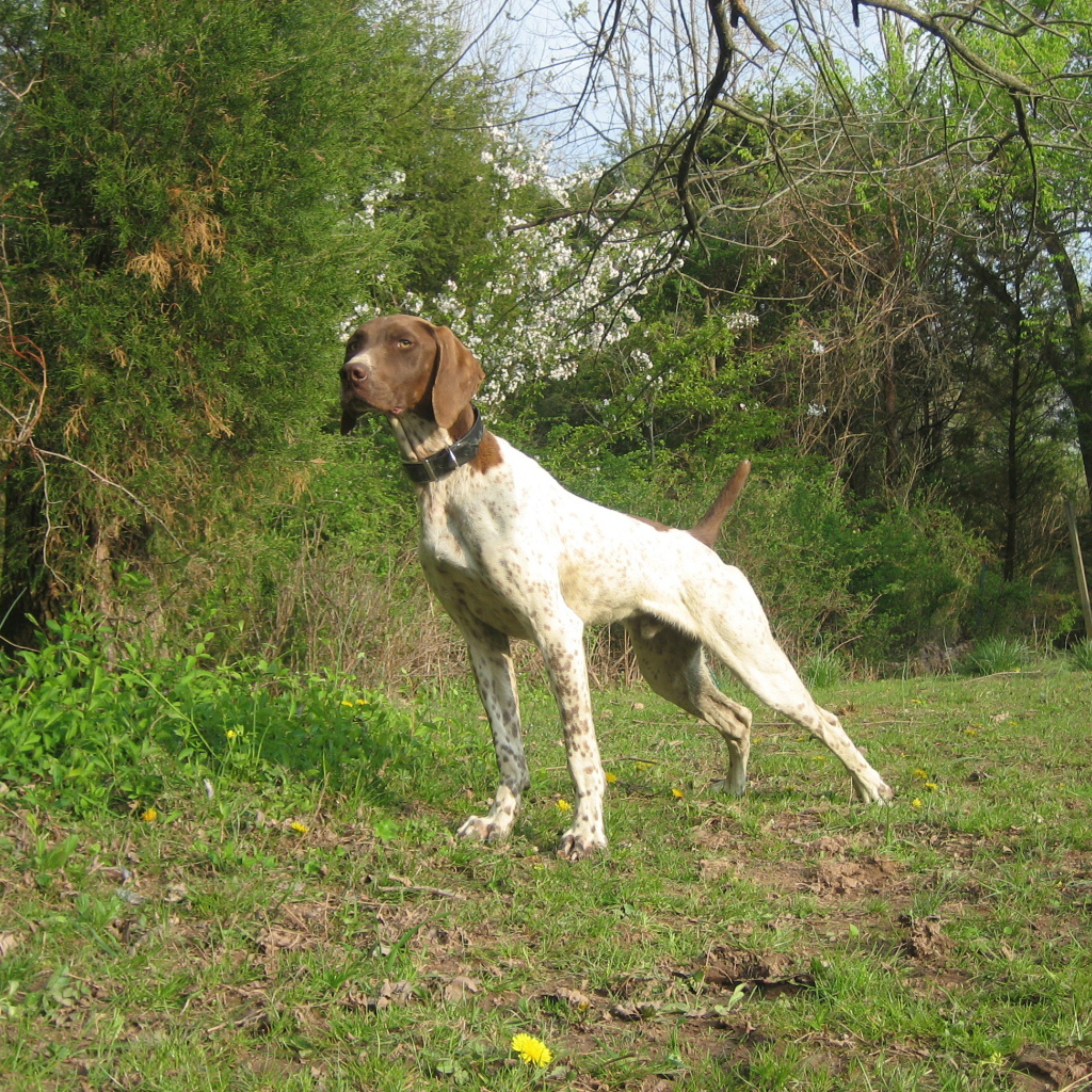 Немецкий Пойнтер в лесу