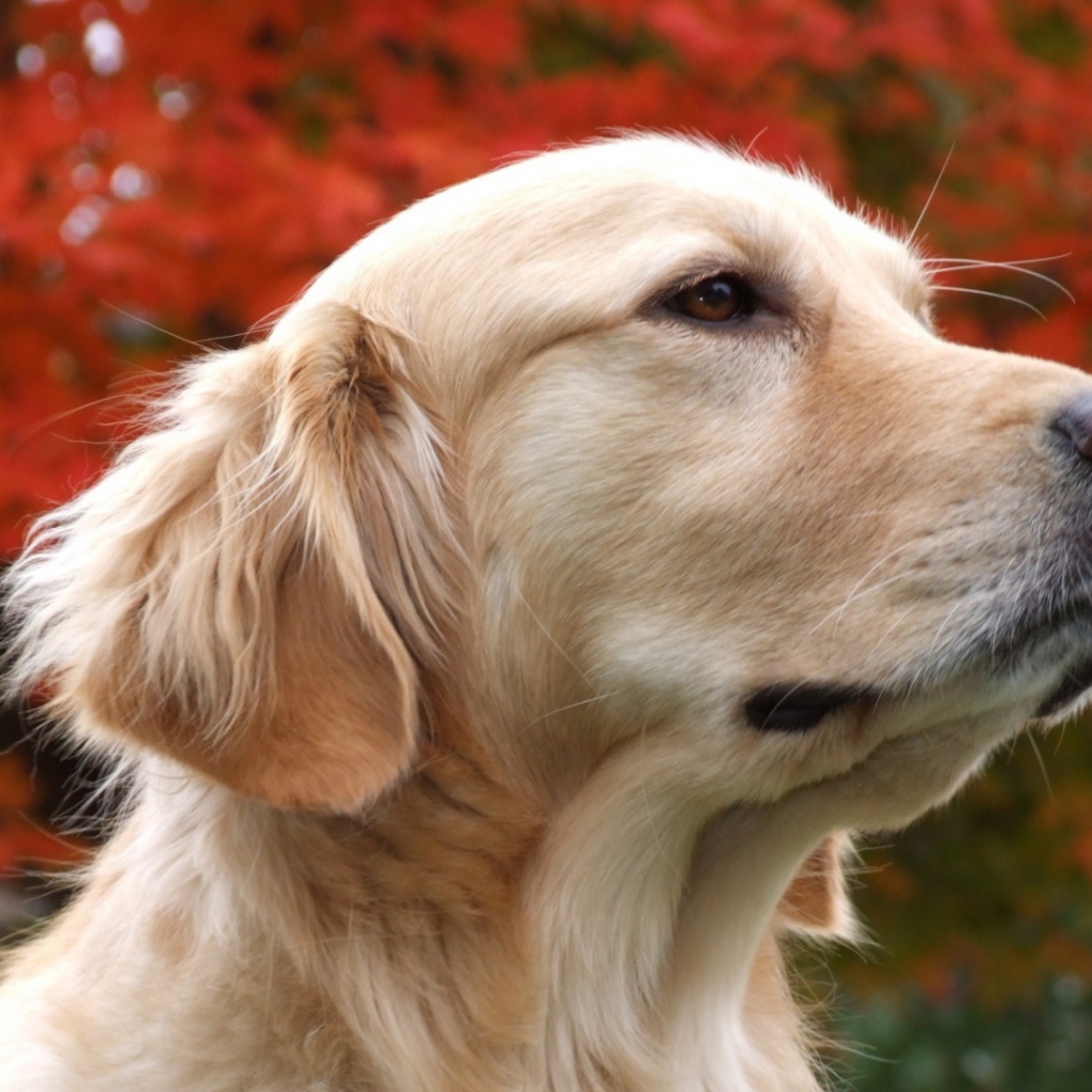 Золотой терьер и осенние дерево