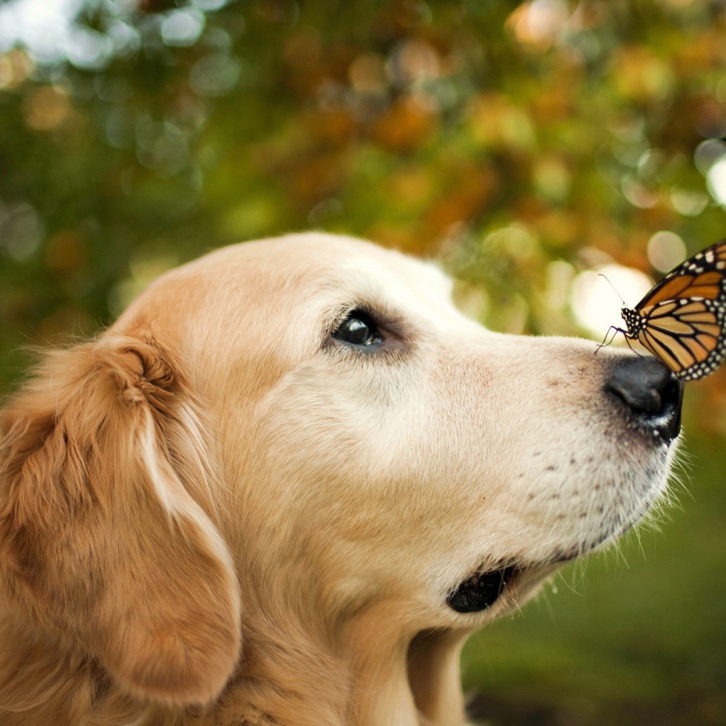 Золотой терьер и бабочка