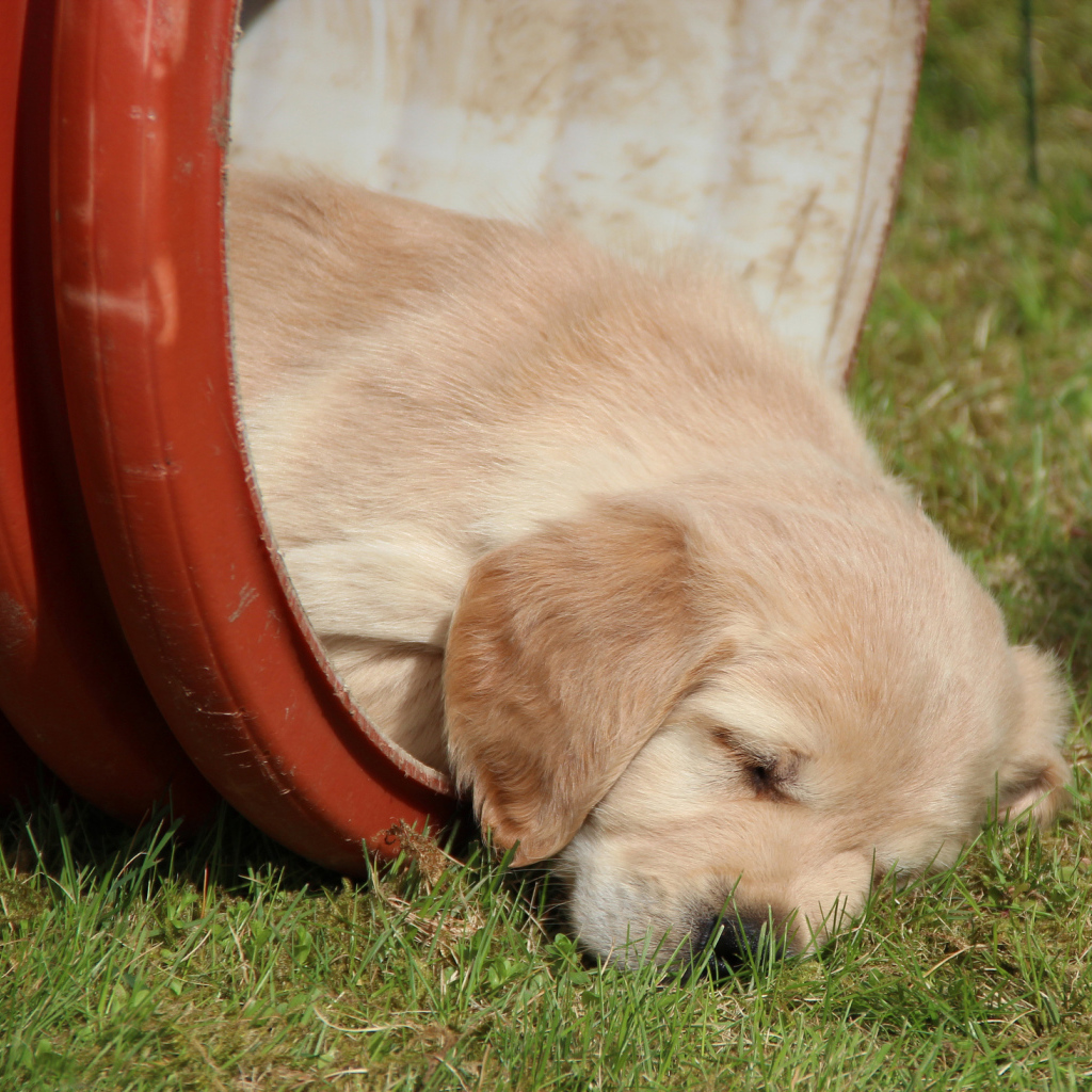 Золотой терьер в бочке