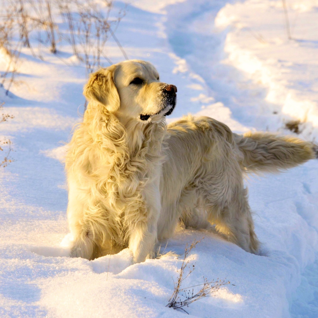 Golden terrier in the snow