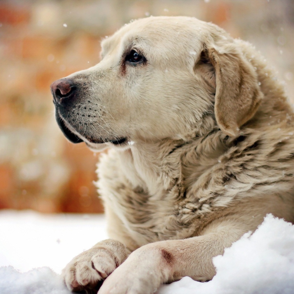 Золотой терьер отдыхает на снегу