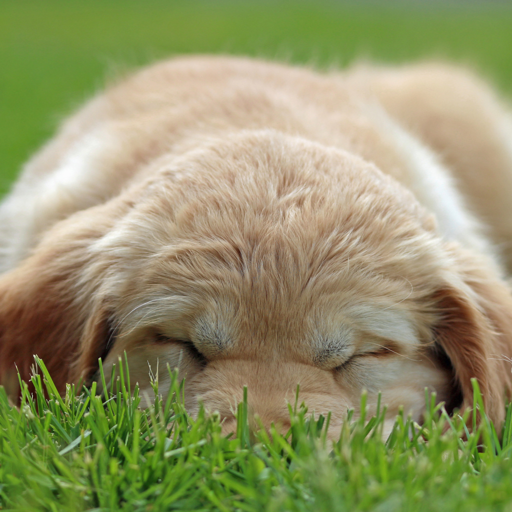Золотой терьер спит на траве
