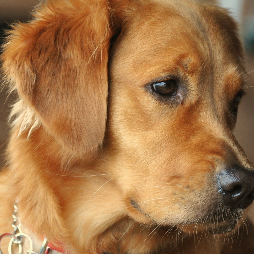 Золотой терьер выглядит заинтересованным