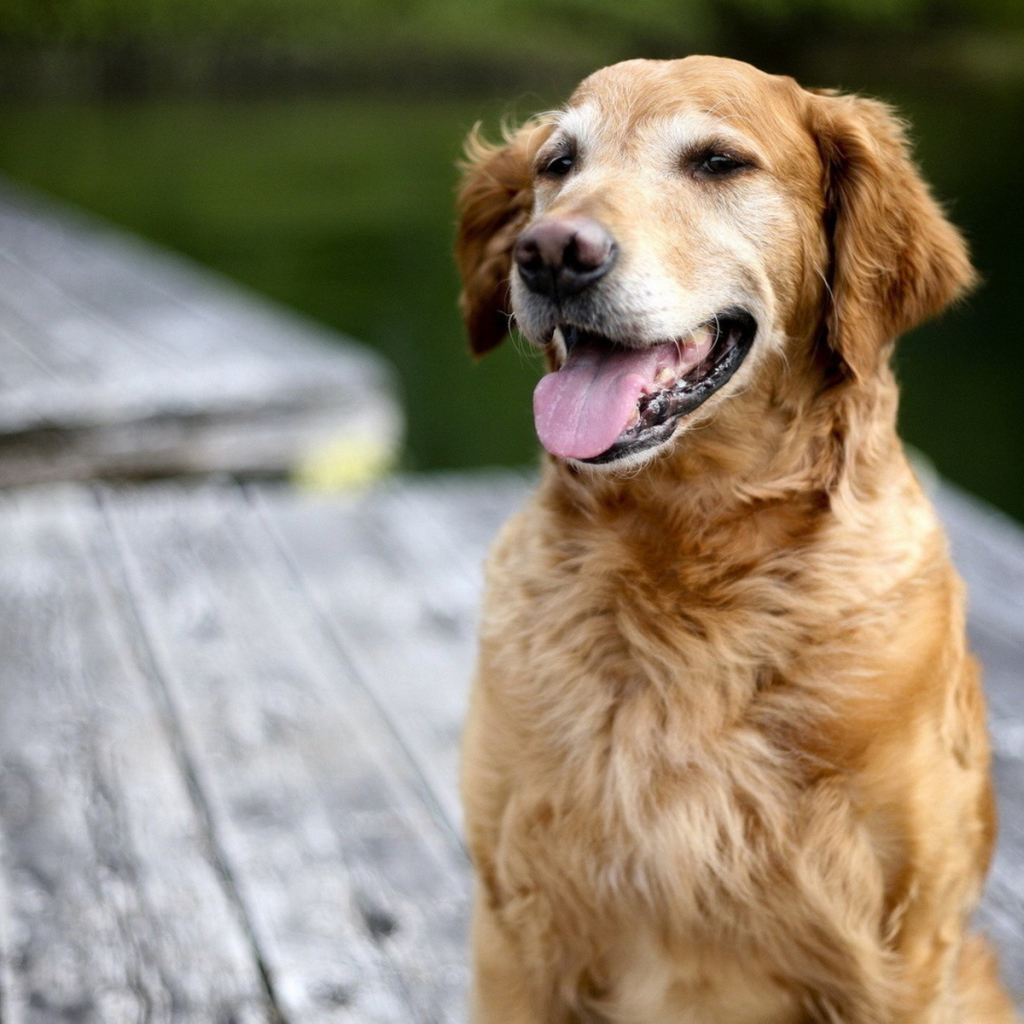 Золотой терьер на мосту