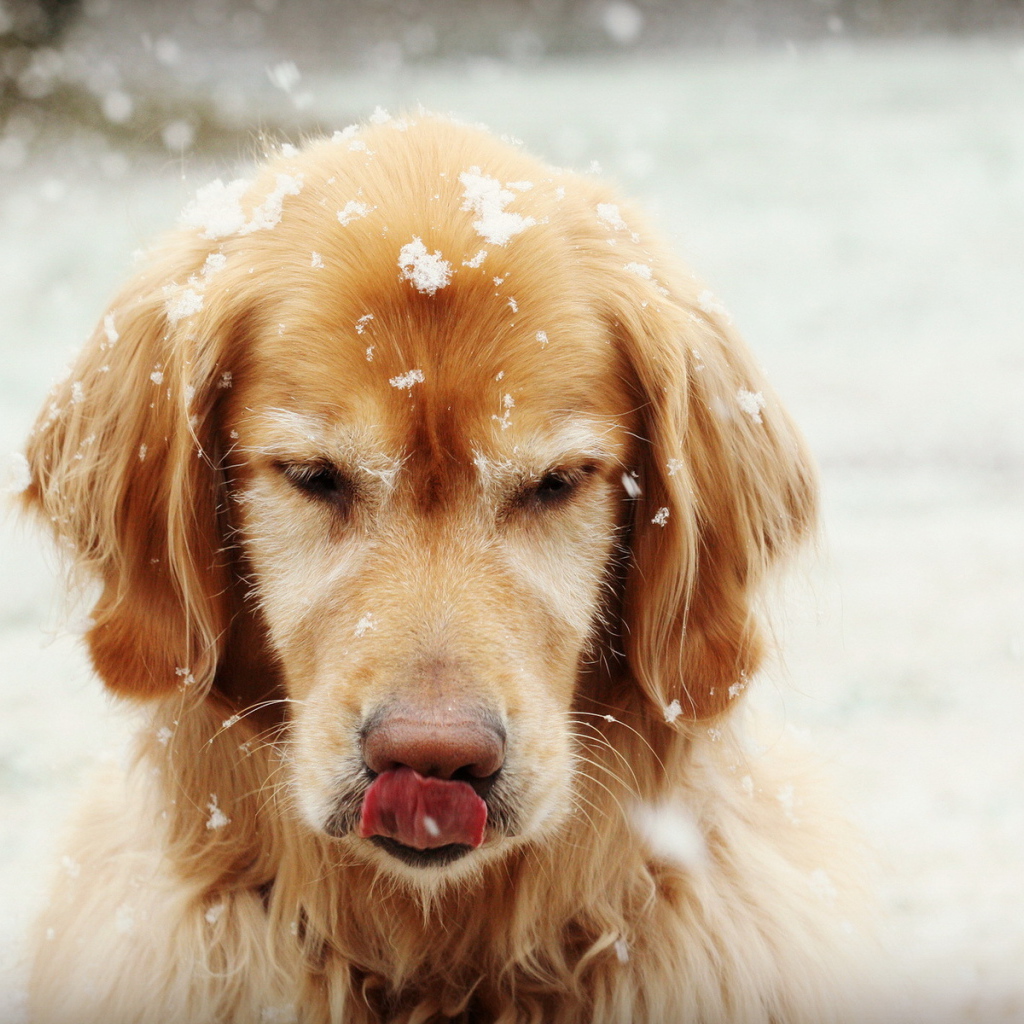 Золотой терьер под снегом