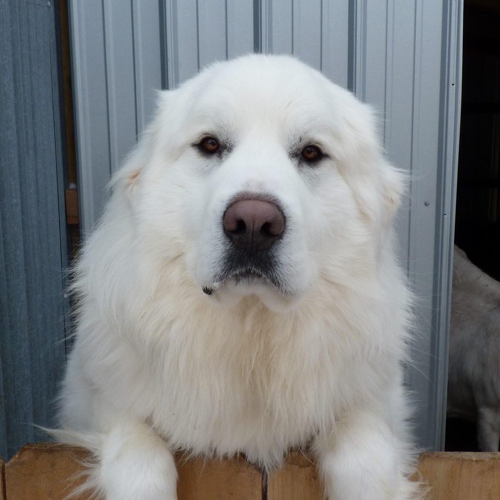 Большая пиренейская собака и коза