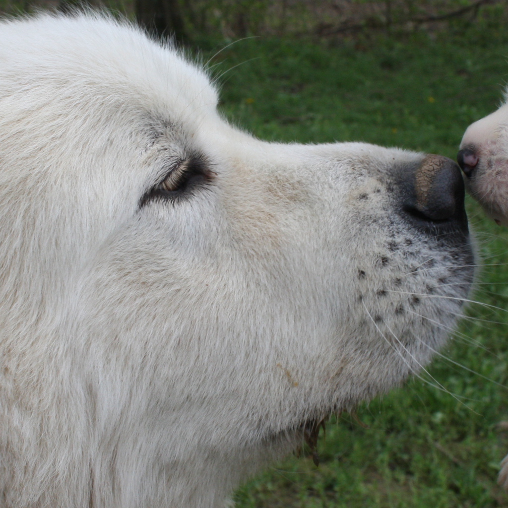 Большая пиренейская собака и щенок