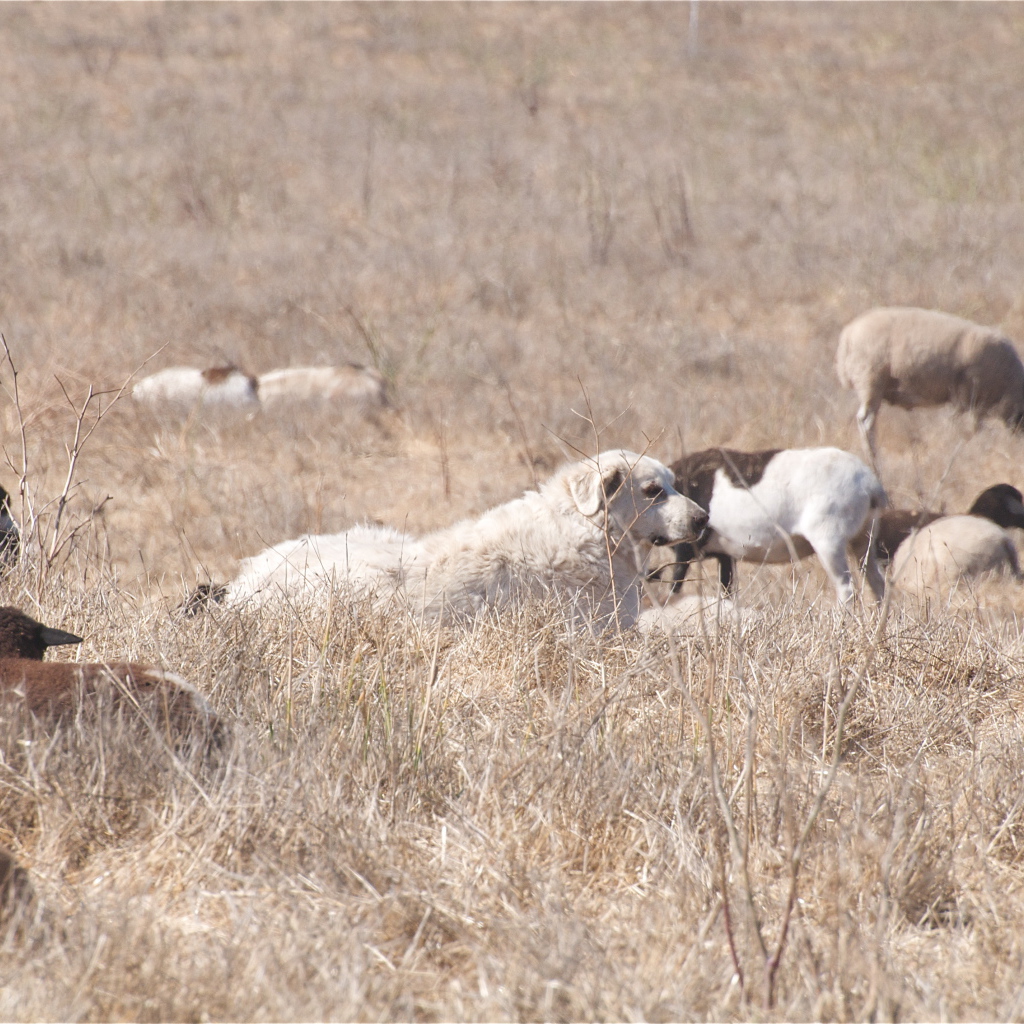 Большая пиренейская собака пасёт скот