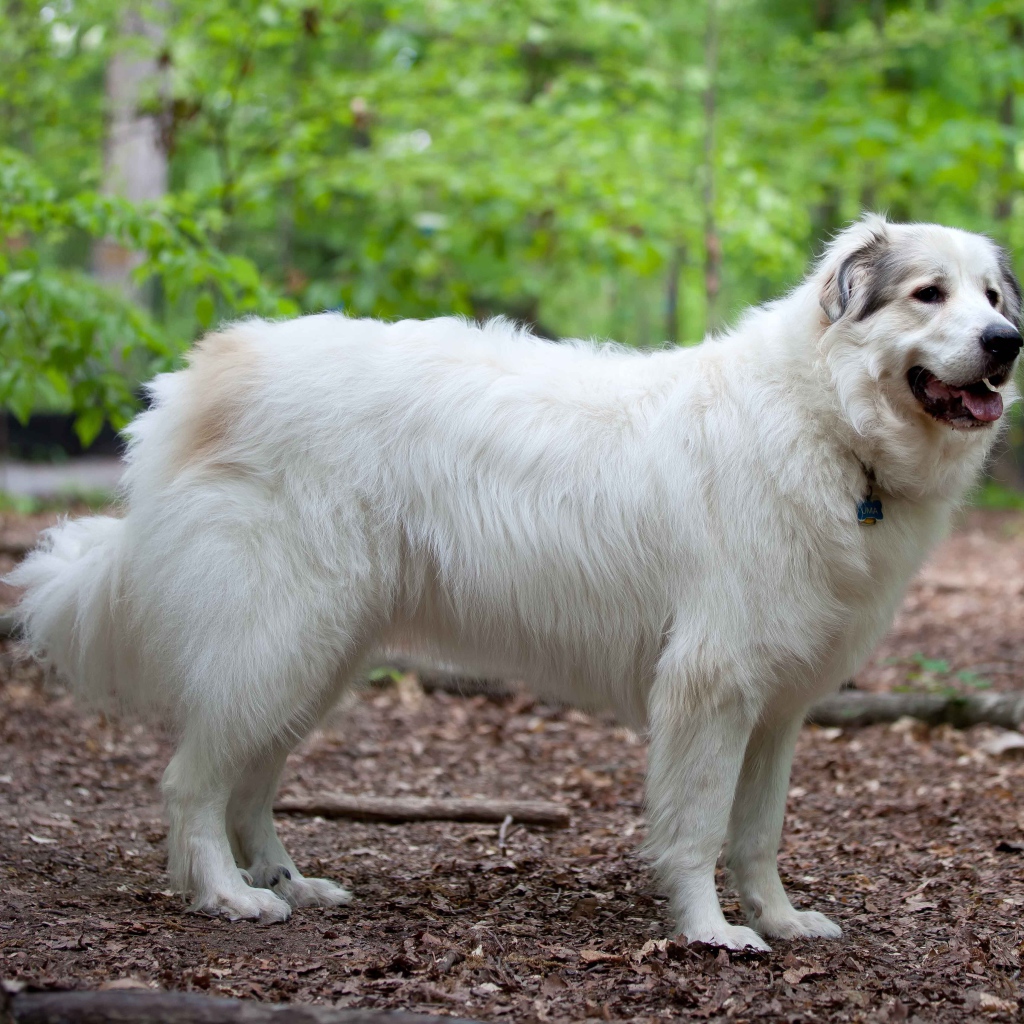 Большая пиренейская собака в лесу