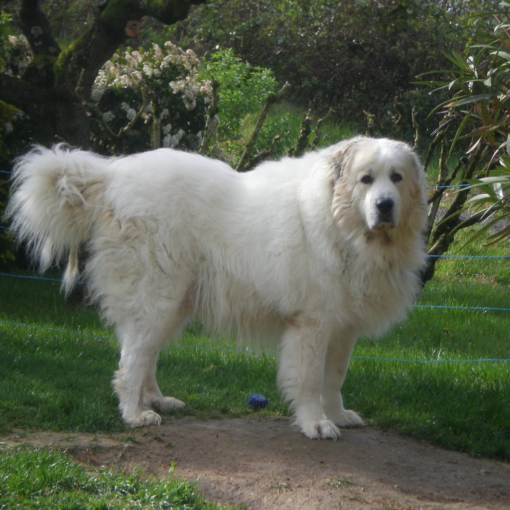 Большая пиренейская собака возле ограды