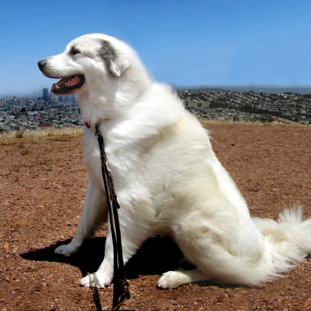 Большая пиренейская собака на фоне города
