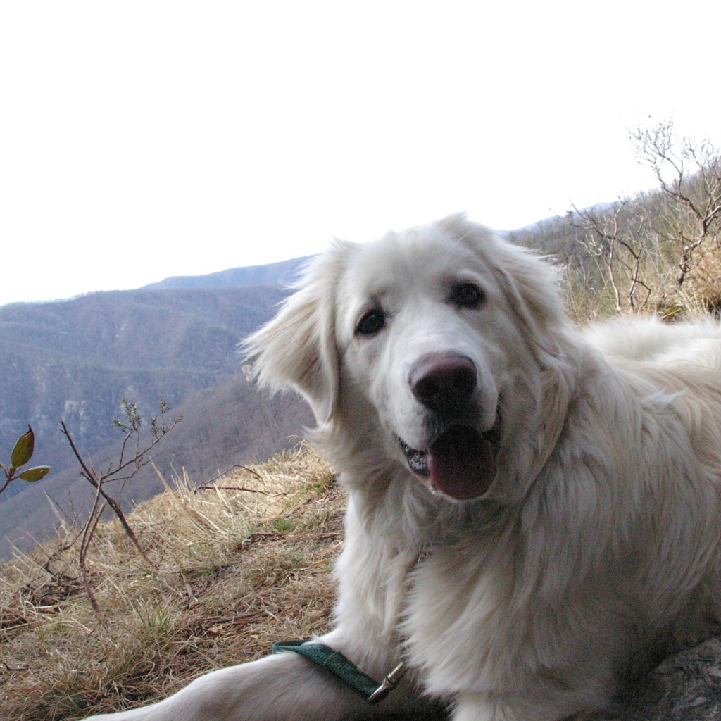 Большая пиренейская собака на холме