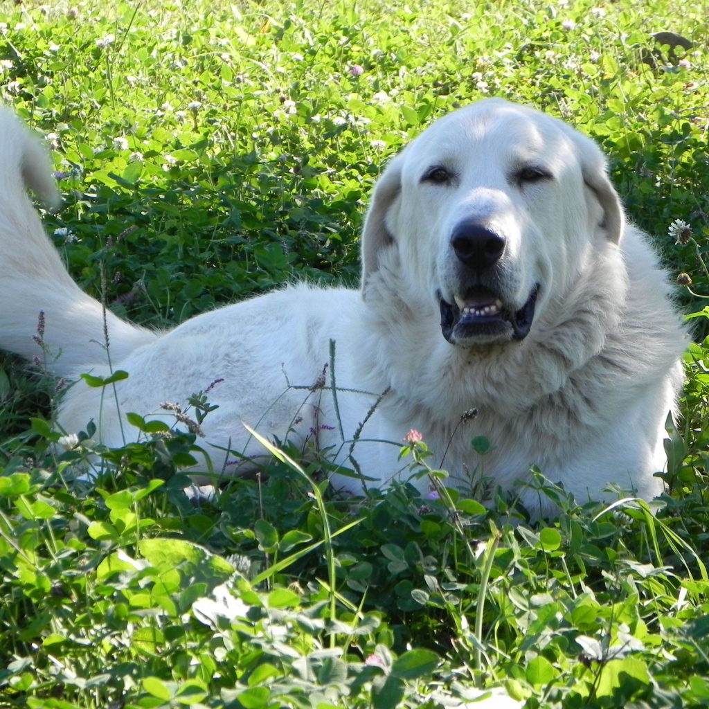 Большая пиренейская собака отдыхает на траве