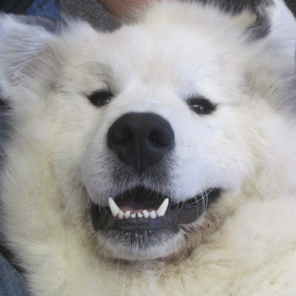 Большая пиренейская собака улыбается