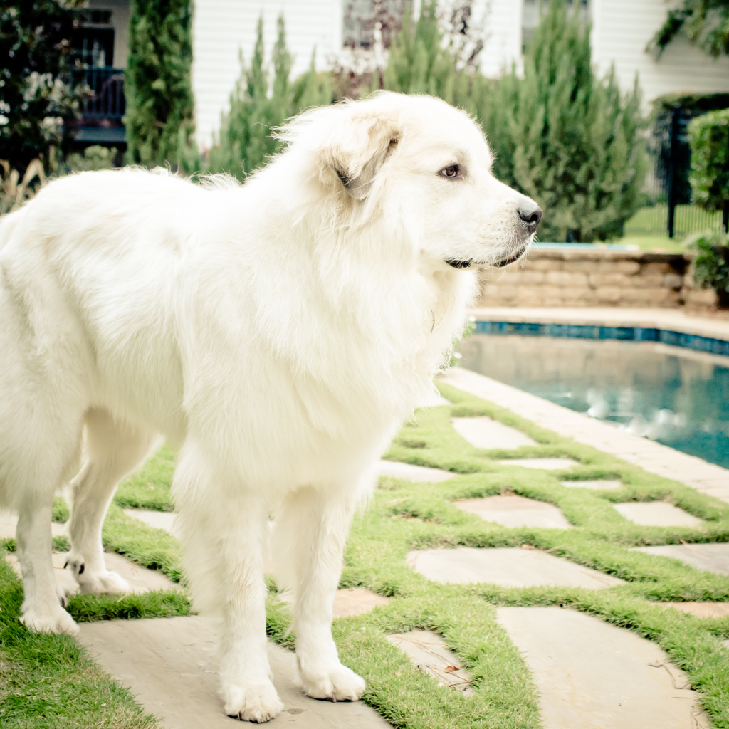 Большая пиренейская собака стоит возле бассейна