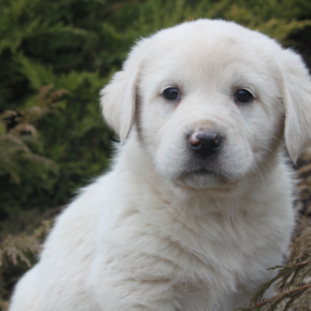 Щенок большой пиренейской собаки в кустарнике