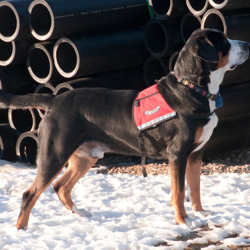 Большой швейцарский зенненхунд на снегу