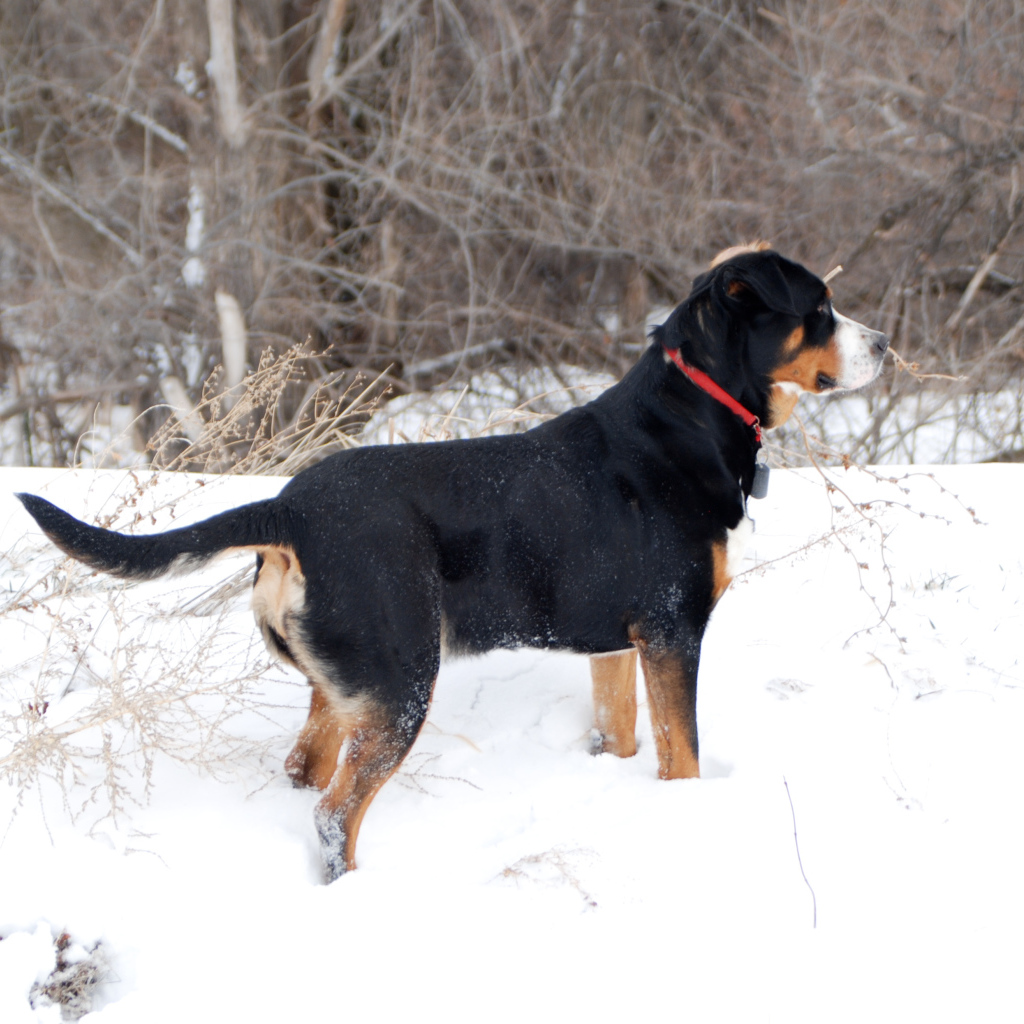 Большой швейцарский зенненхунд зимой
