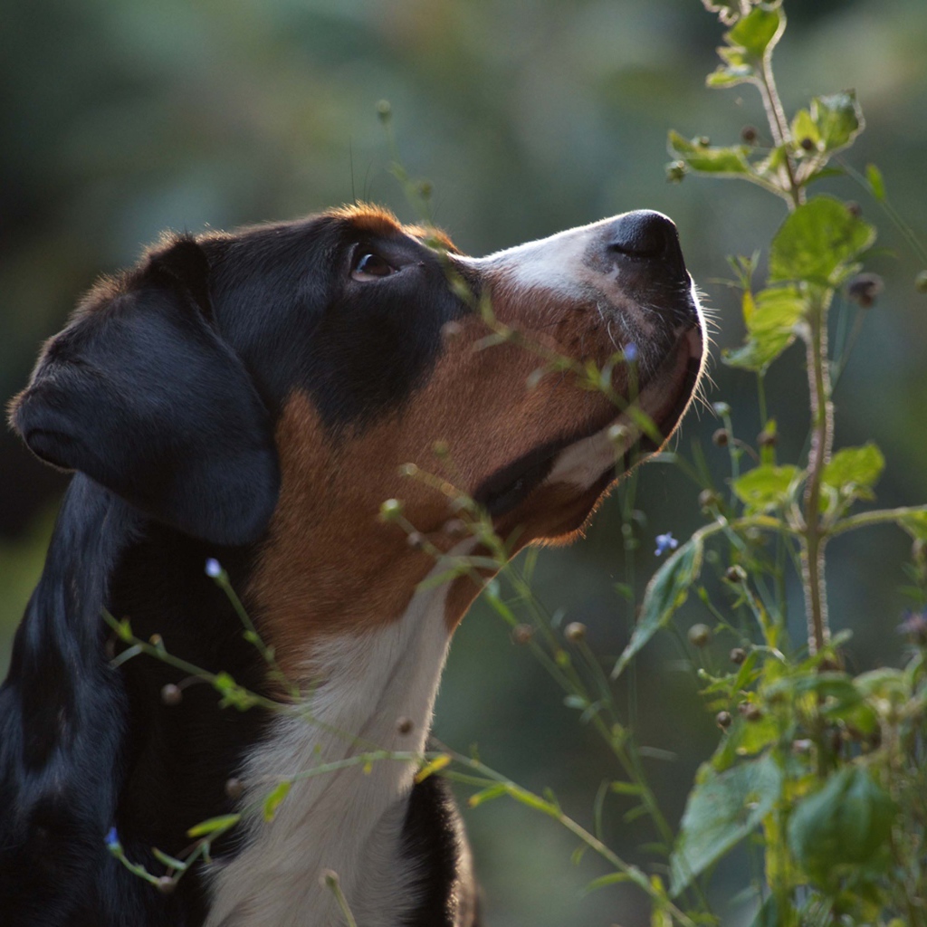Большой швейцарский зенненхунд смотрит вверх