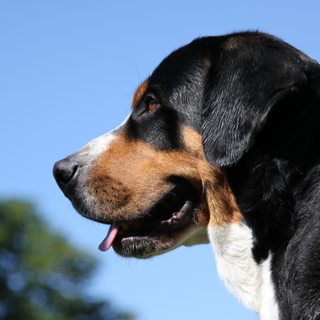 Большой швейцарский зенненхунд на фоне неба