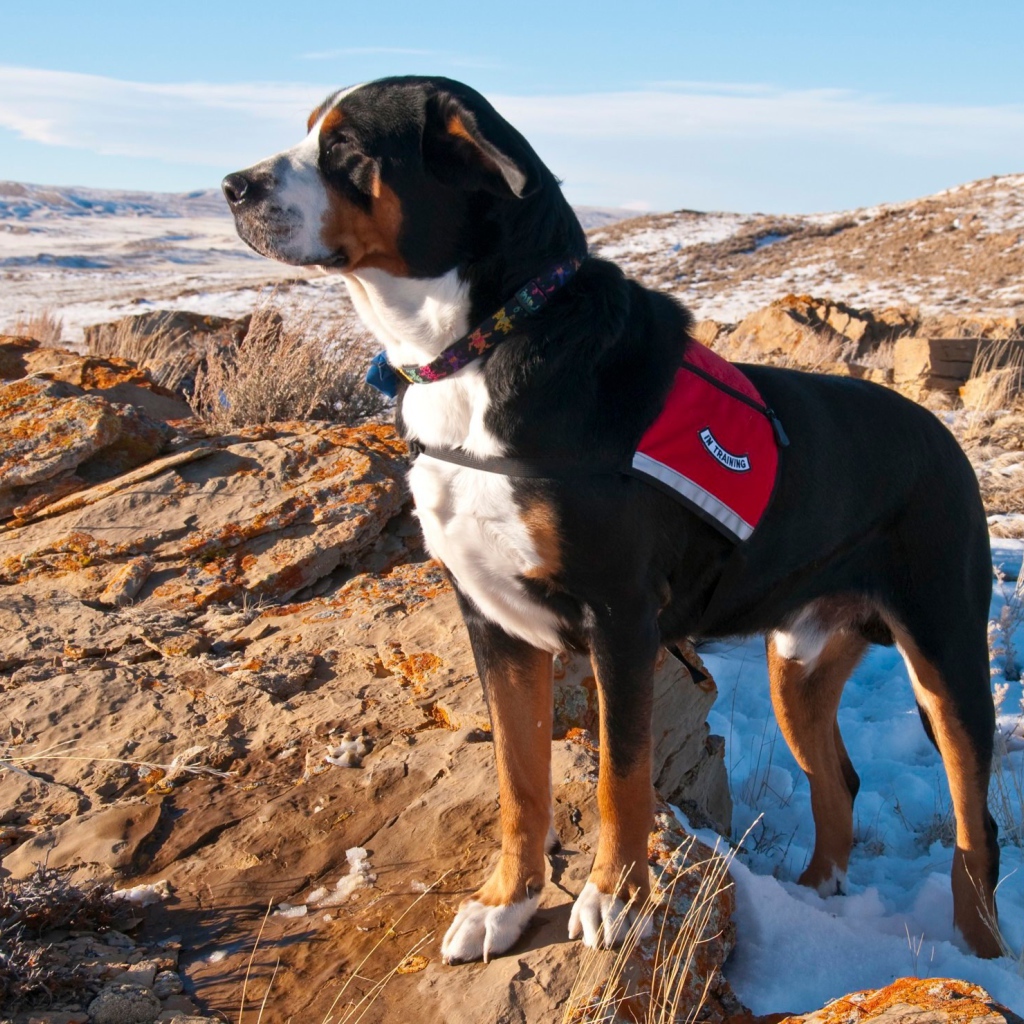 Большой швейцарский зенненхунд на заснеженных скалах