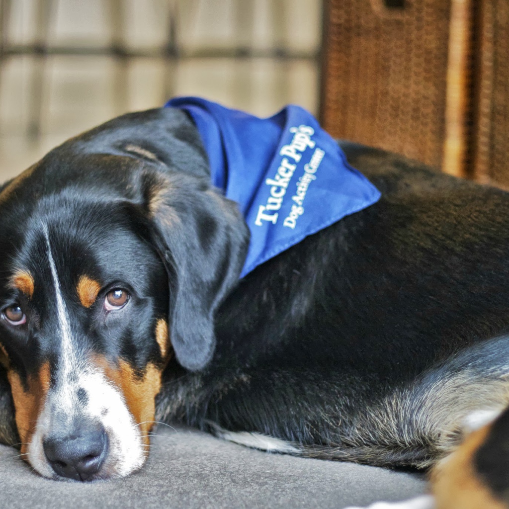 Большой швейцарский зенненхунд отдыхает