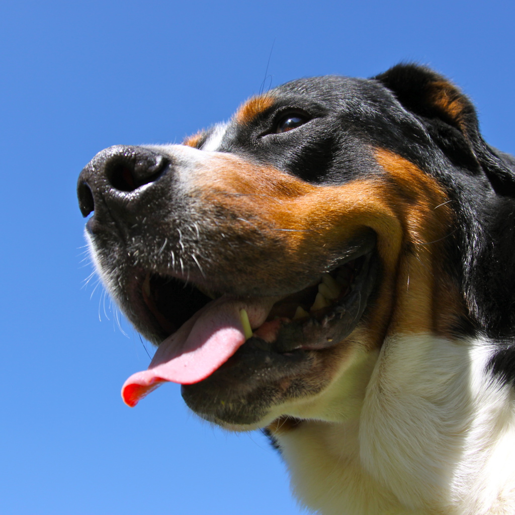 Большой швейцарский зенненхунд улыбается на фоне неба