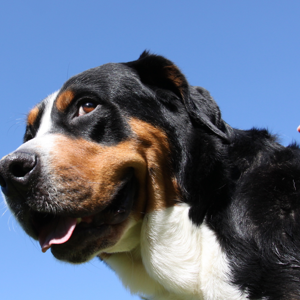 Большой швейцарский зенненхунд смотрит искоса