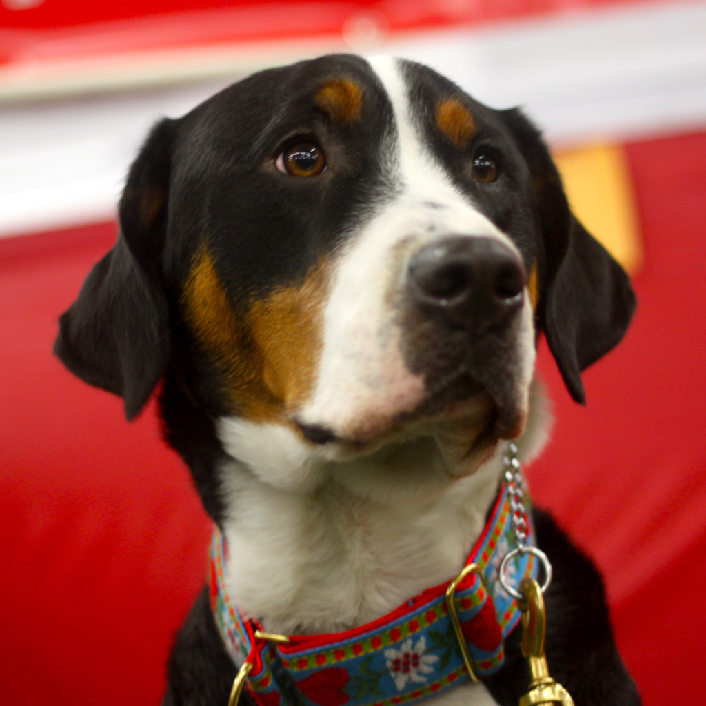 Большой швейцарский зенненхунд с грустными глазами на красном фоне