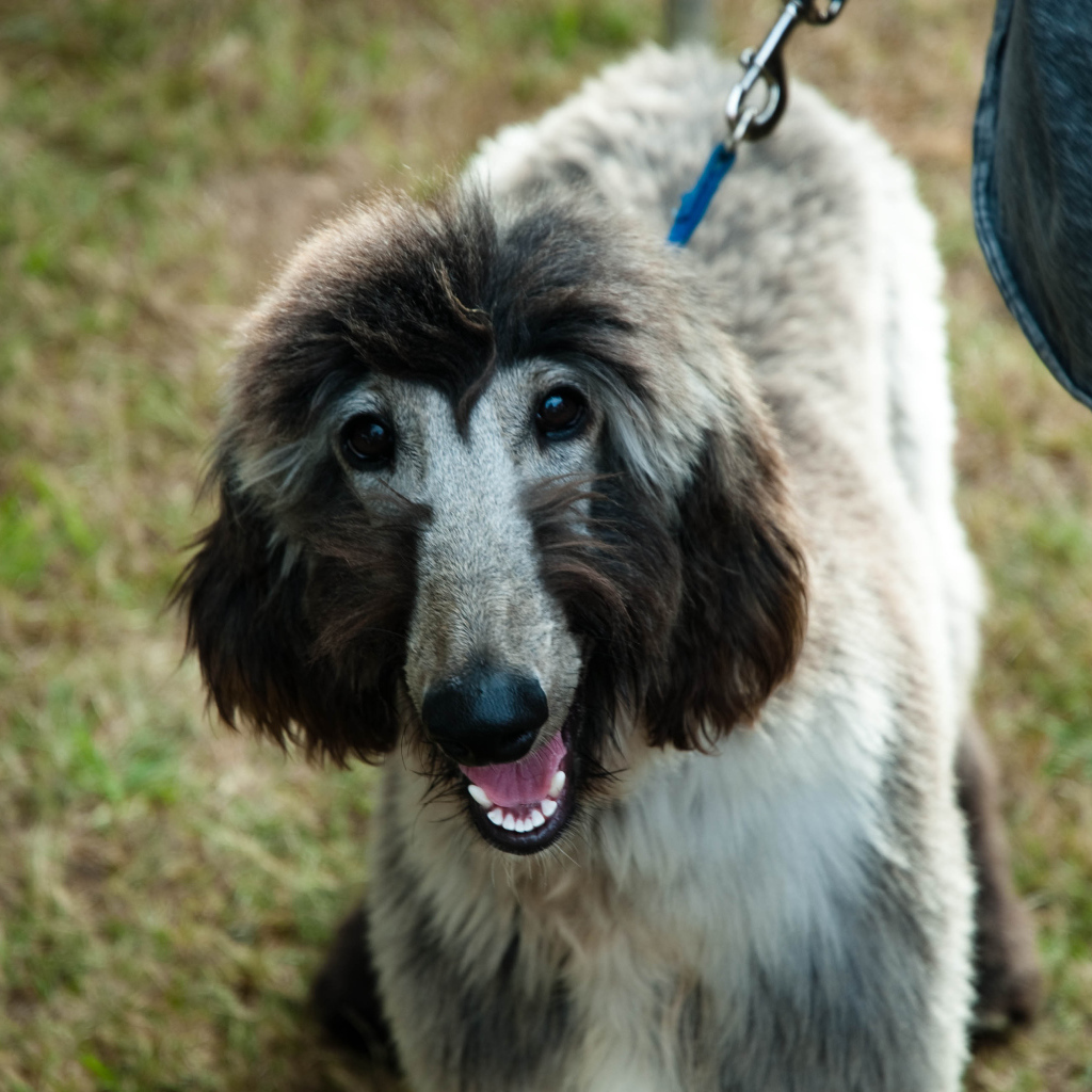 Серая афганская борзая